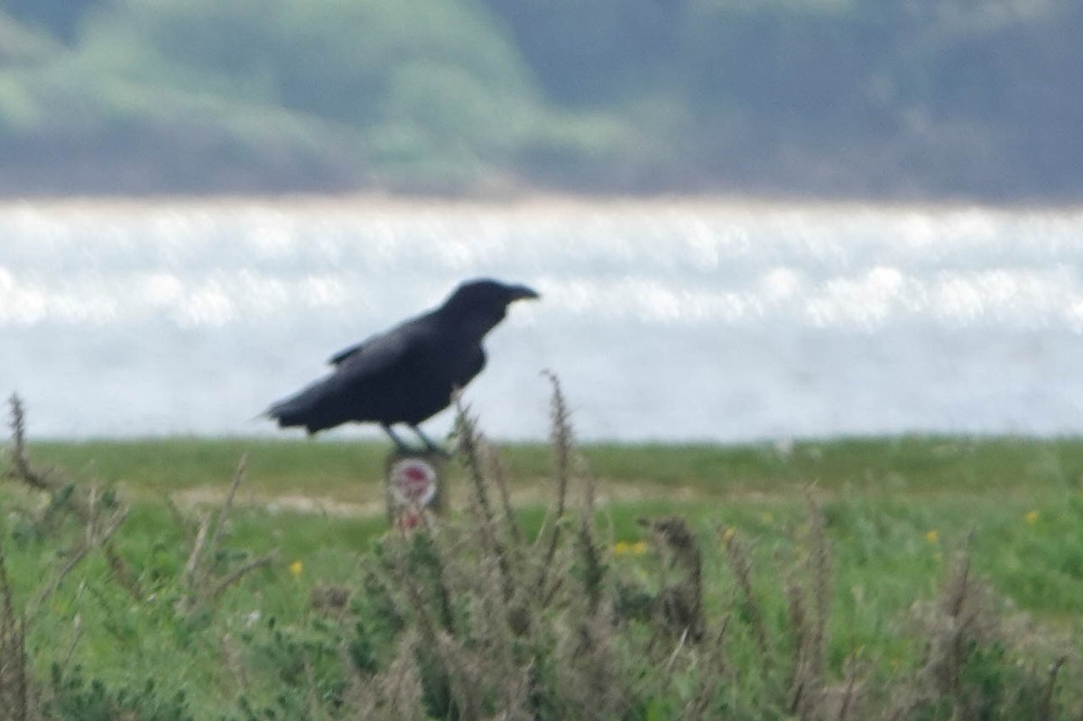 Common Raven - Robert Wright