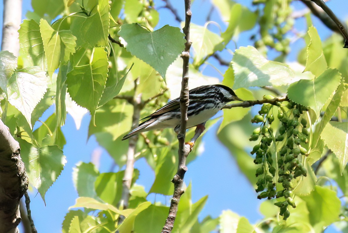 Blackpoll Warbler - Charlotte Byers