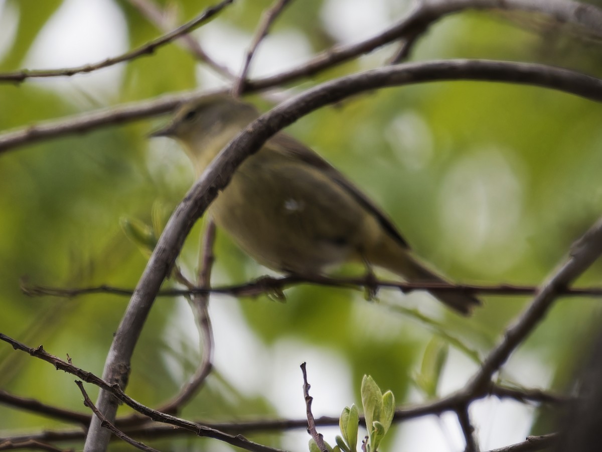 Orange-crowned Warbler - Edith Holden