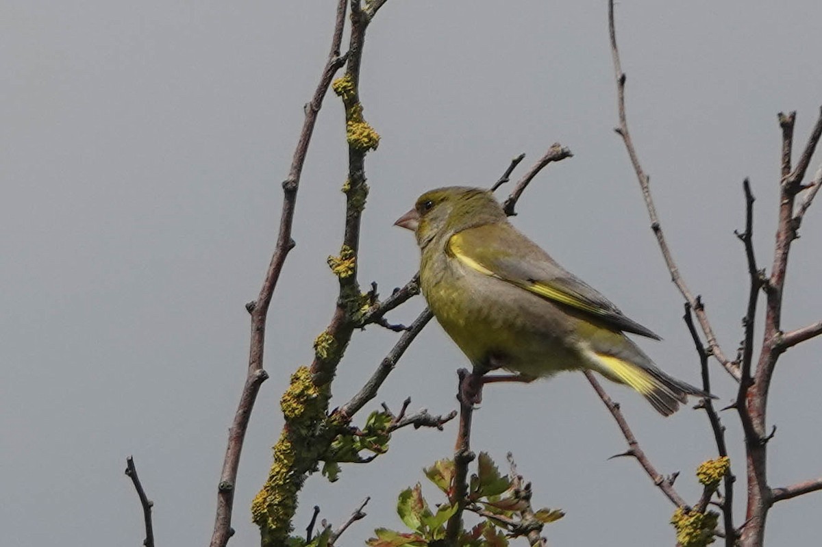 European Greenfinch - Robert Wright