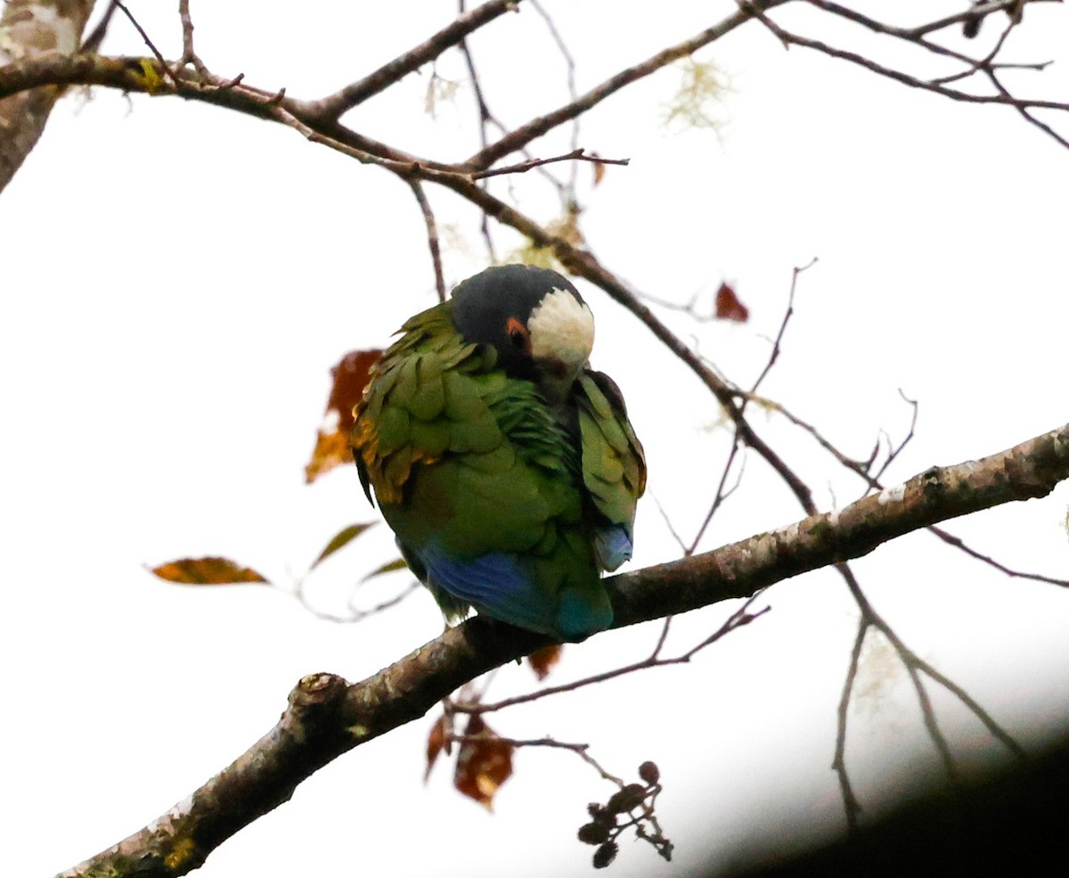 White-crowned Parrot - Cristina Rappa