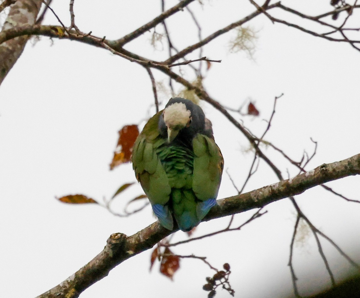 White-crowned Parrot - ML619485894