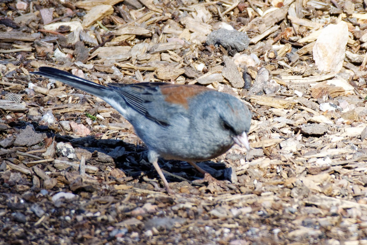 Dark-eyed Junco (Gray-headed) - Leslie Holzmann