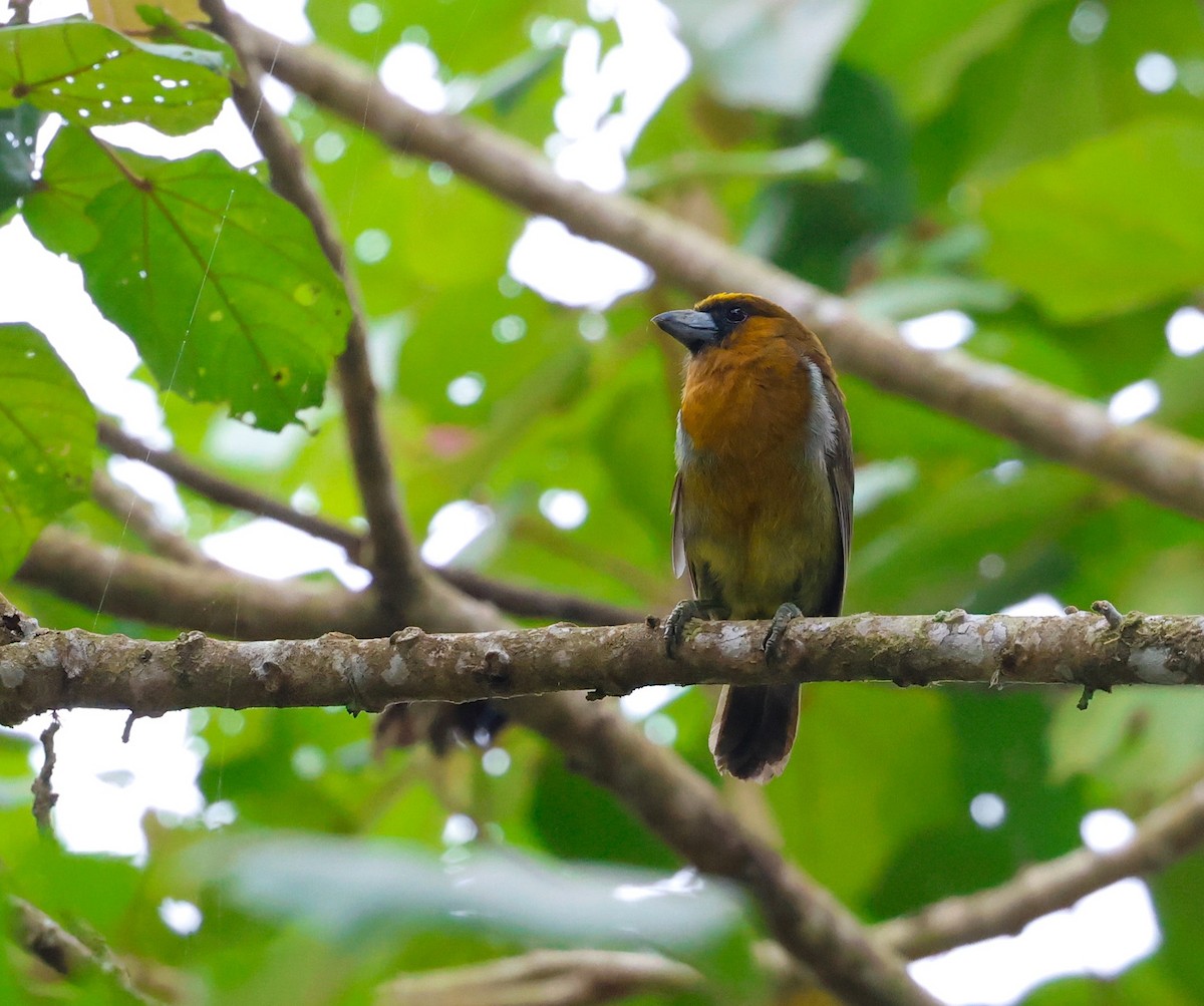 Prong-billed Barbet - ML619485899