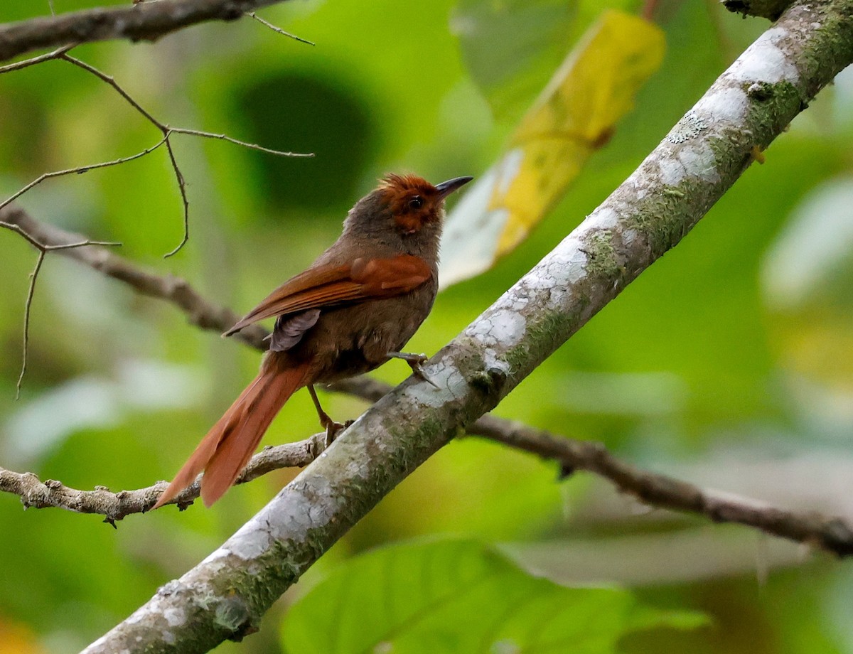 Red-faced Spinetail - Cristina Rappa