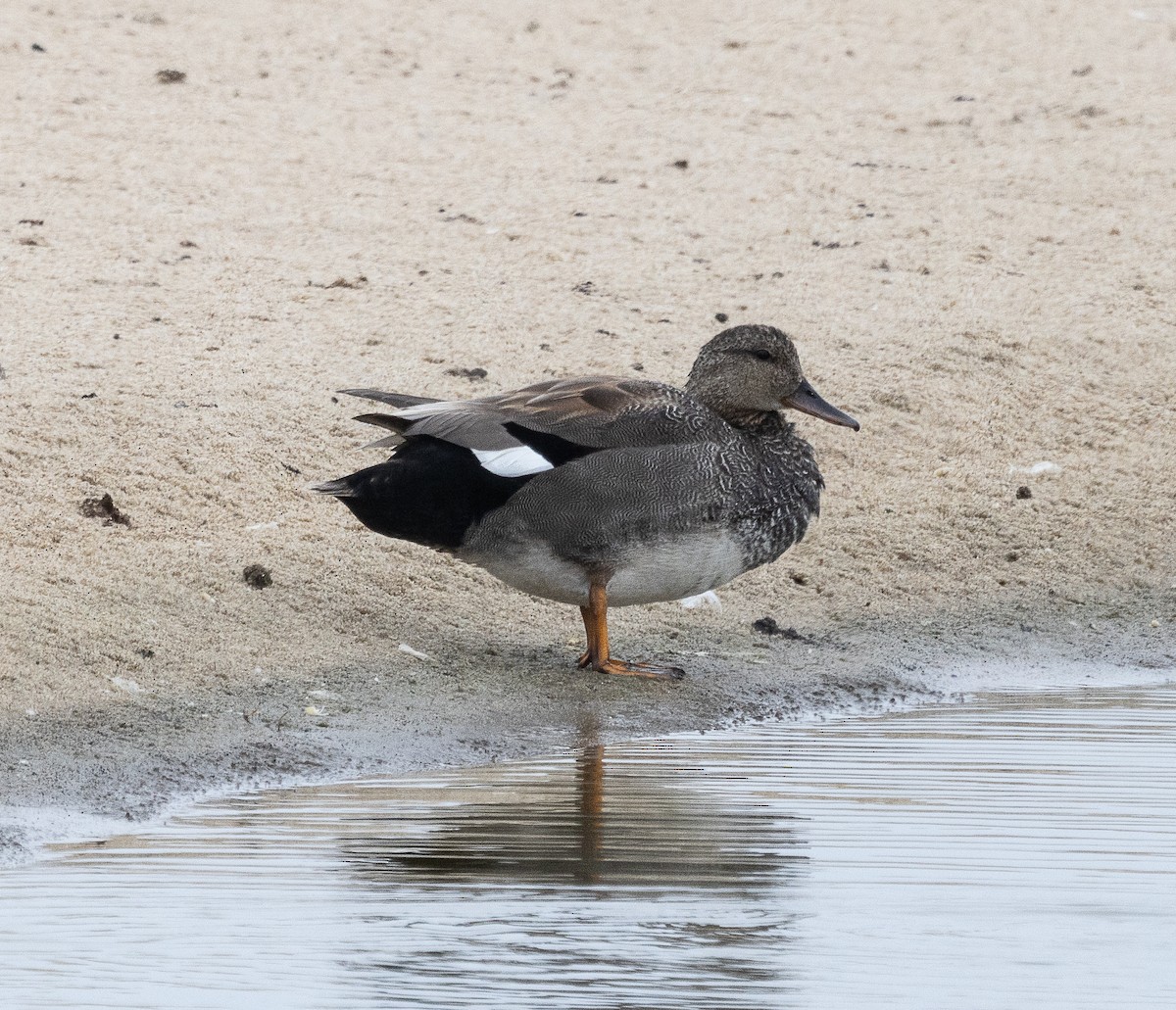 Gadwall - ML619485908