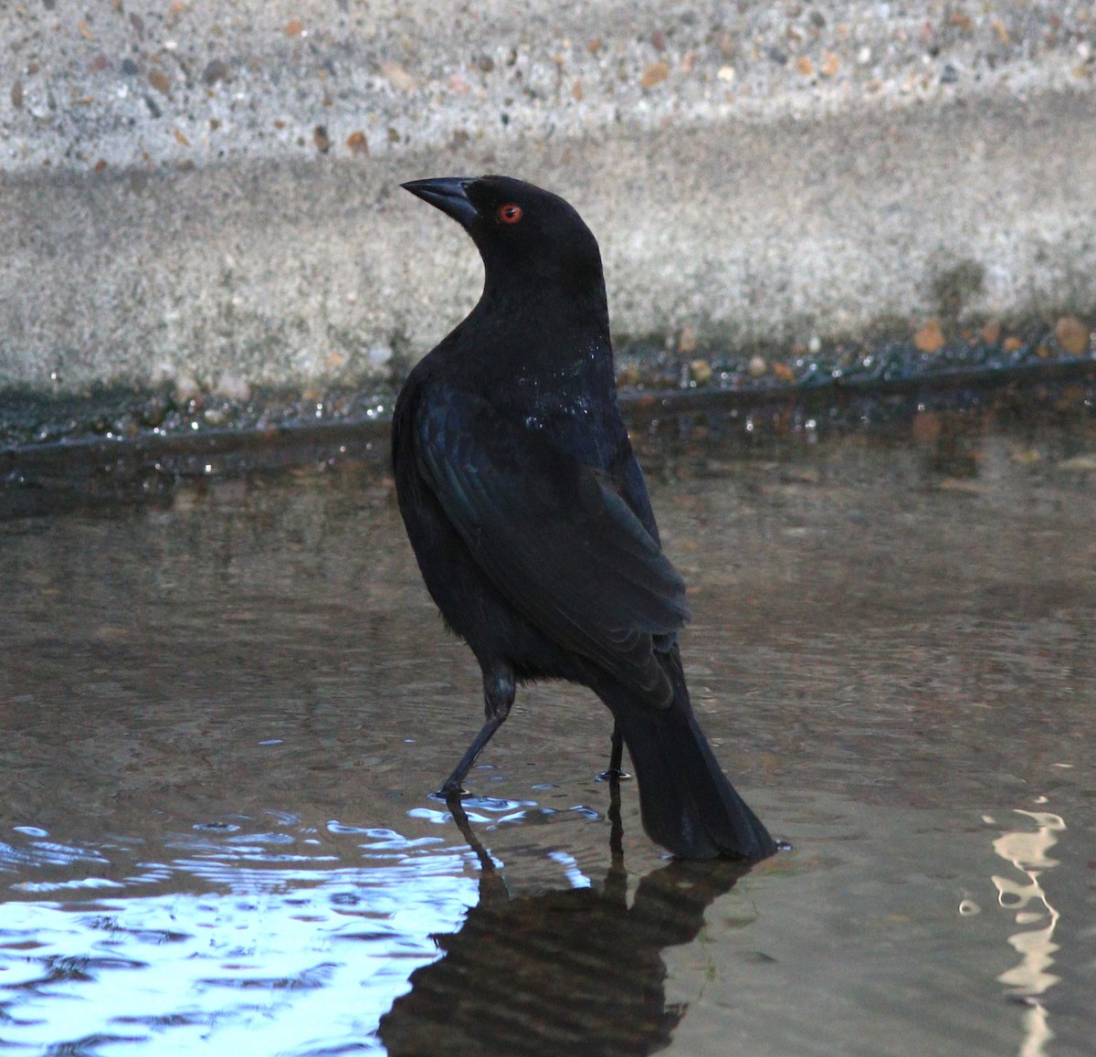 Bronzed Cowbird - Gigi DelPizzo