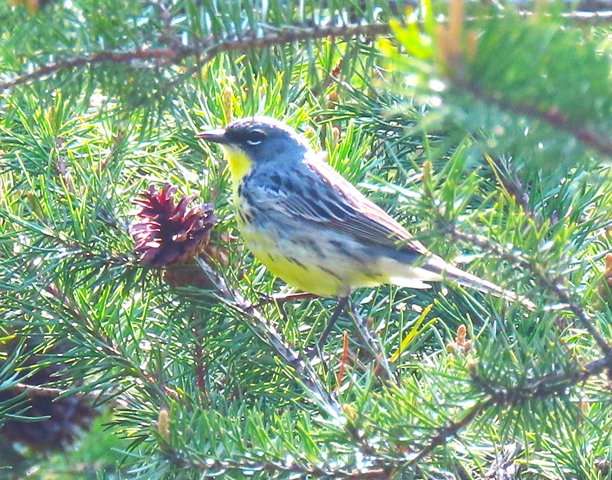 Kirtland's Warbler - ML619485920