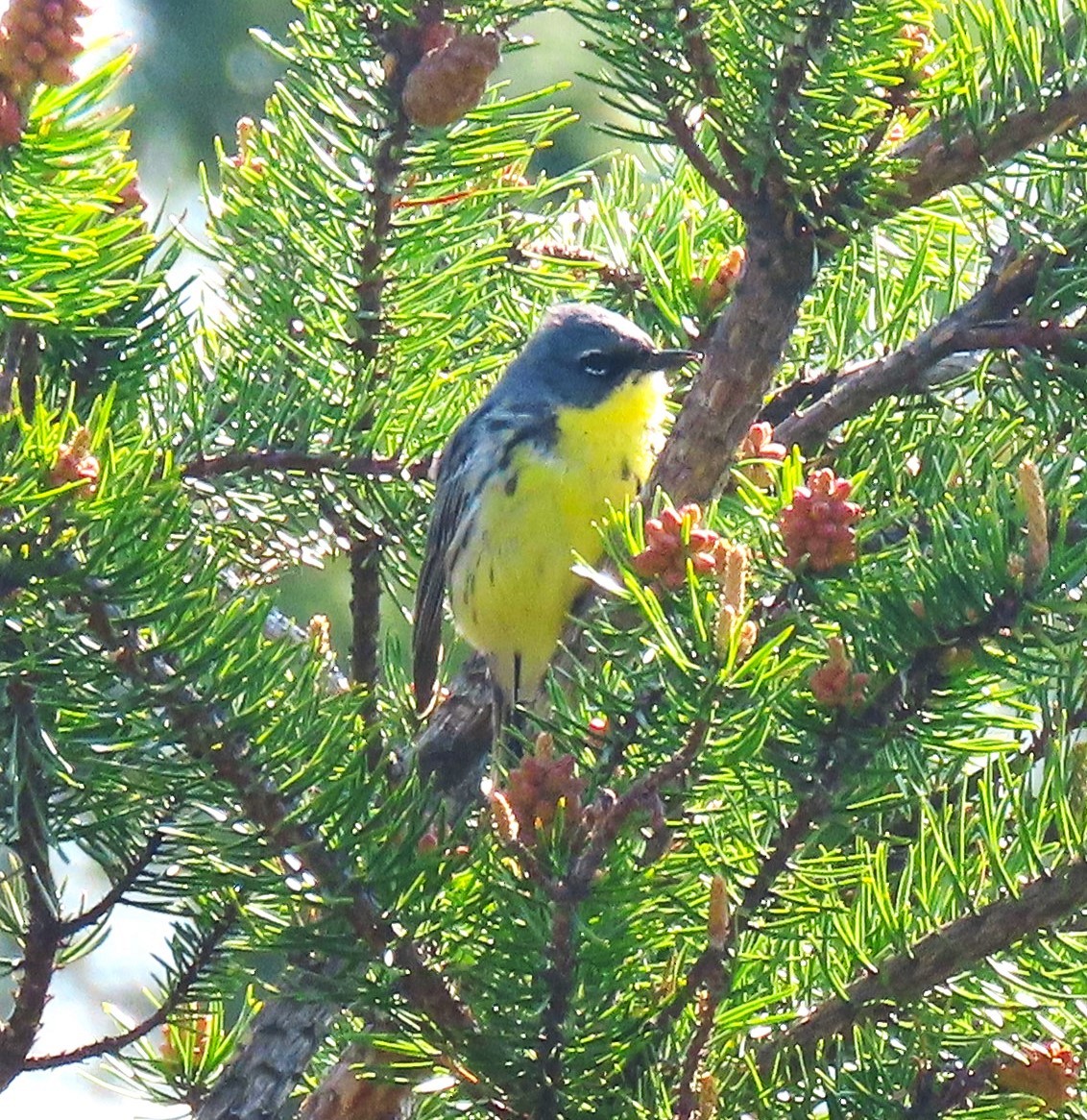 Kirtland's Warbler - Bonnie McKenzie