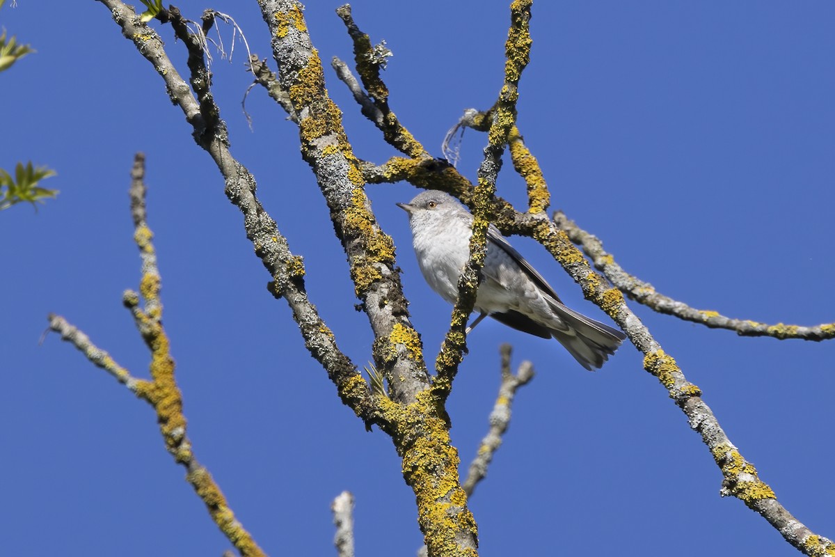 Barred Warbler - Delfin Gonzalez