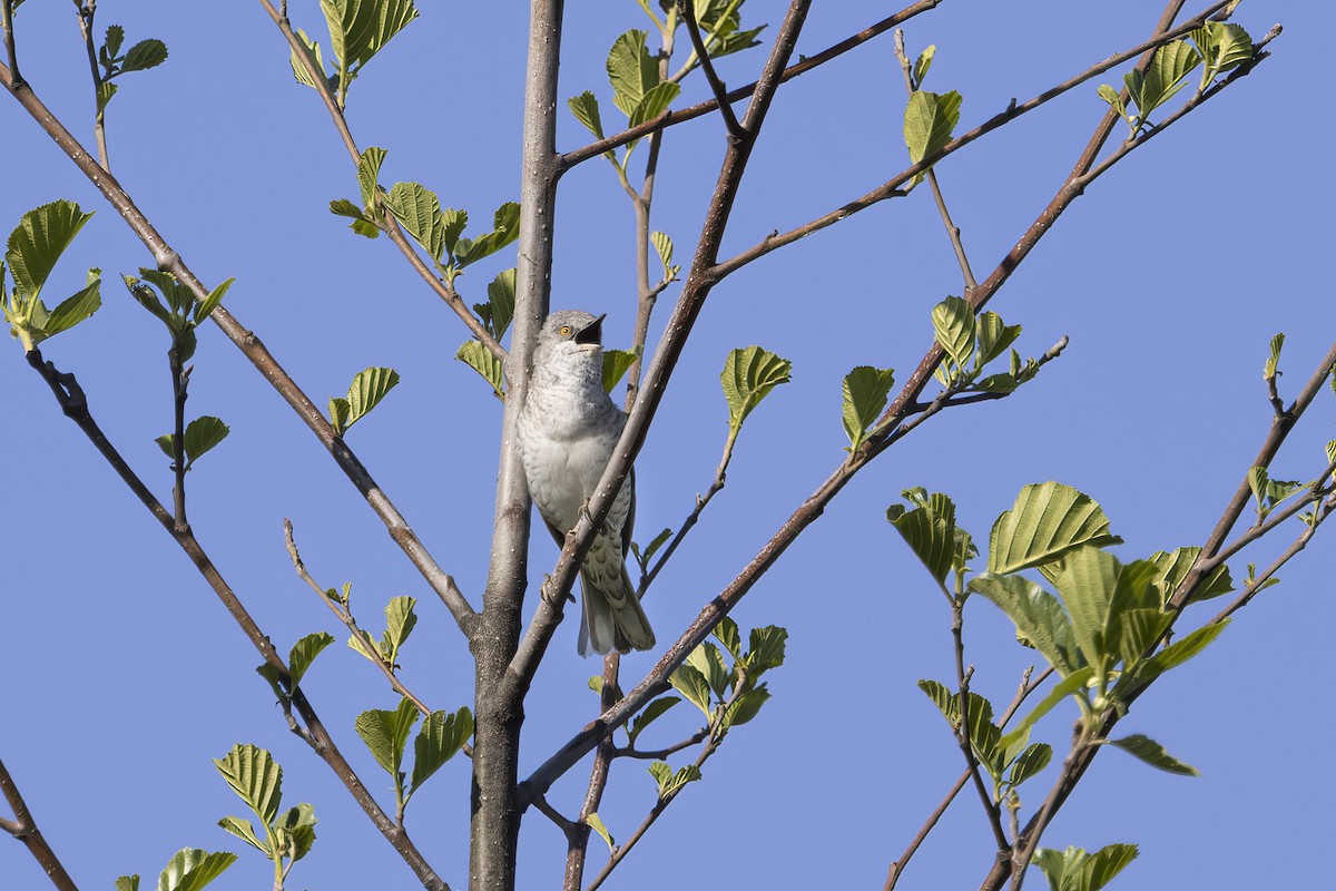 Barred Warbler - Delfin Gonzalez