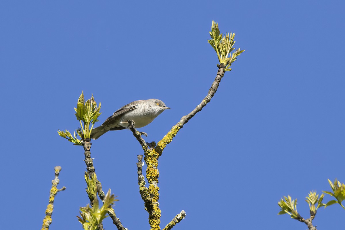 Barred Warbler - Delfin Gonzalez