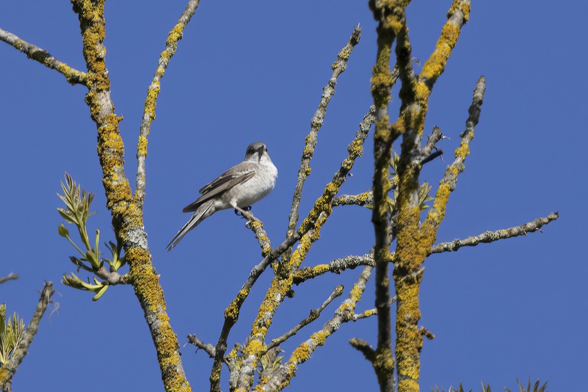 Barred Warbler - Delfin Gonzalez