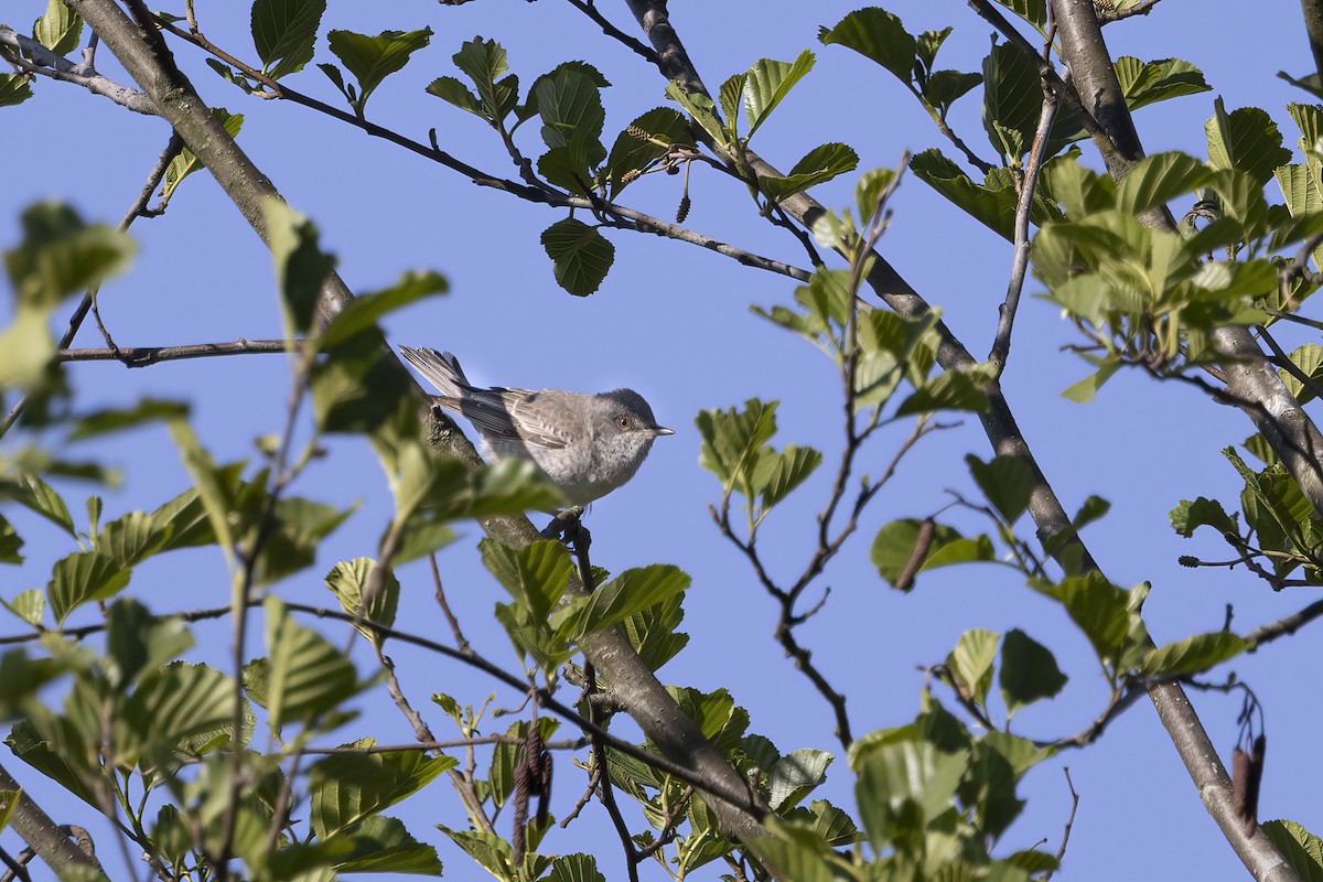 Barred Warbler - Delfin Gonzalez