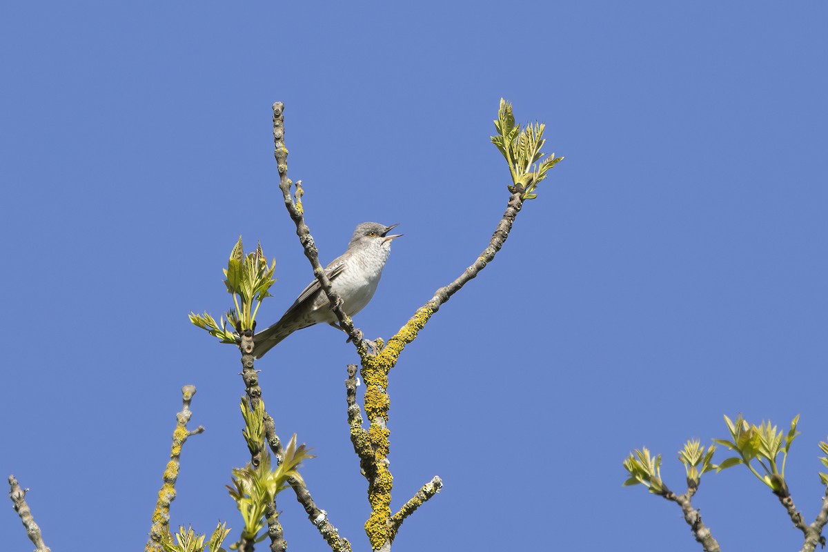 Barred Warbler - Delfin Gonzalez