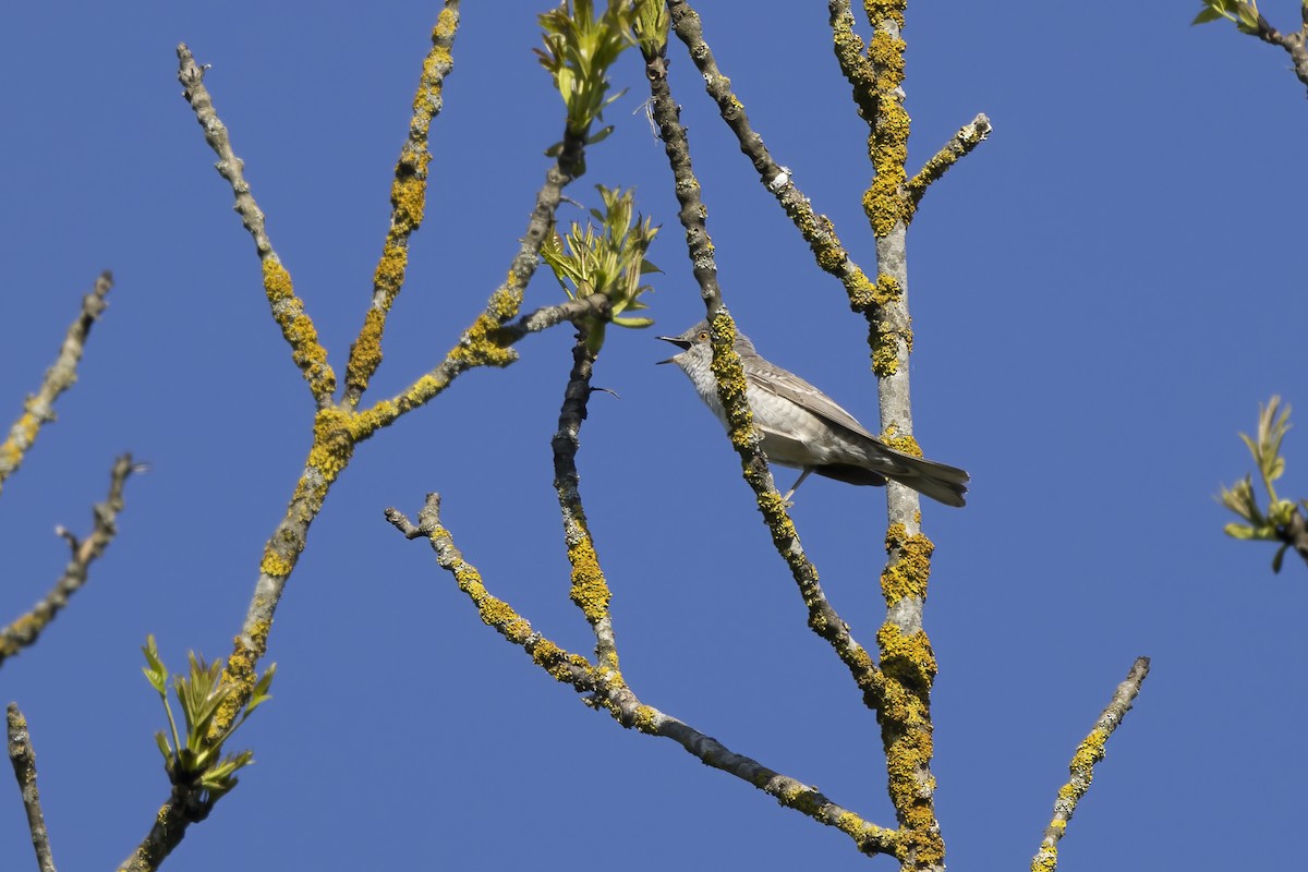 Barred Warbler - Delfin Gonzalez