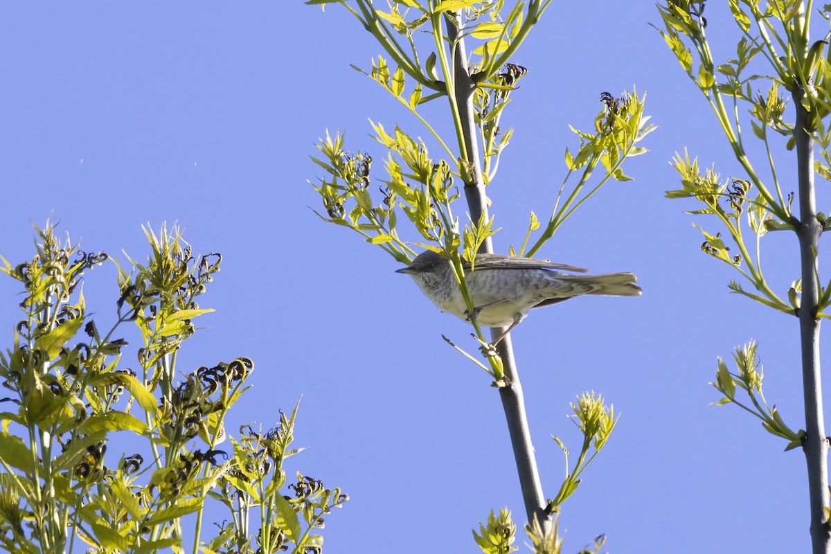 Barred Warbler - Delfin Gonzalez