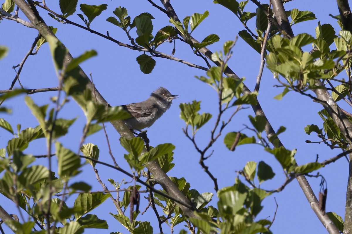 Barred Warbler - Delfin Gonzalez