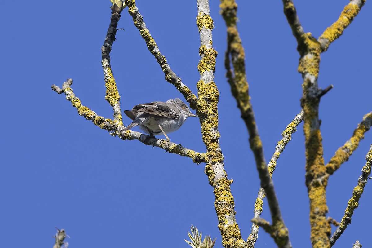 Barred Warbler - Delfin Gonzalez