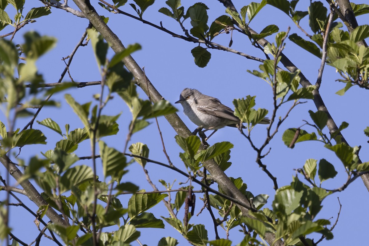 Barred Warbler - Delfin Gonzalez