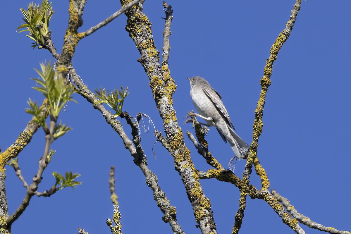 Barred Warbler - Delfin Gonzalez