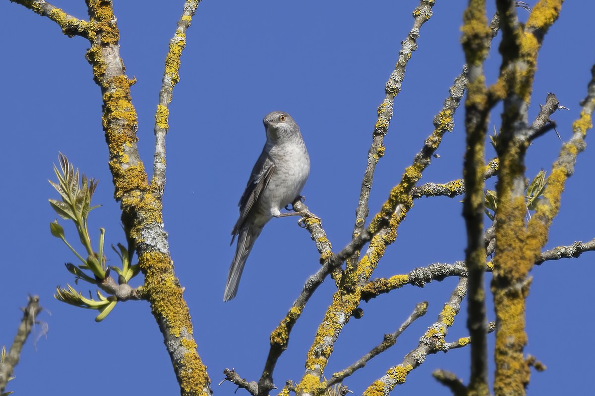 Barred Warbler - Delfin Gonzalez