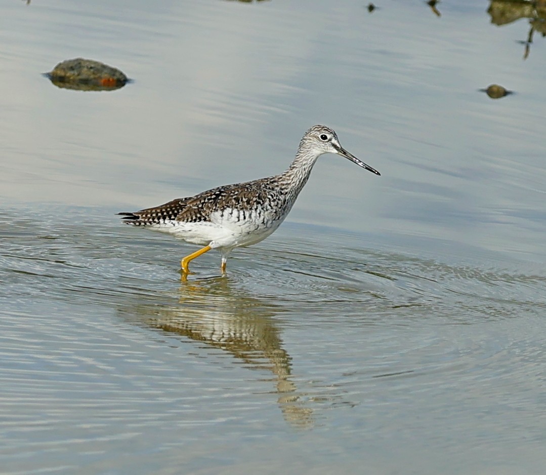 Greater Yellowlegs - Maciej  Kotlarski