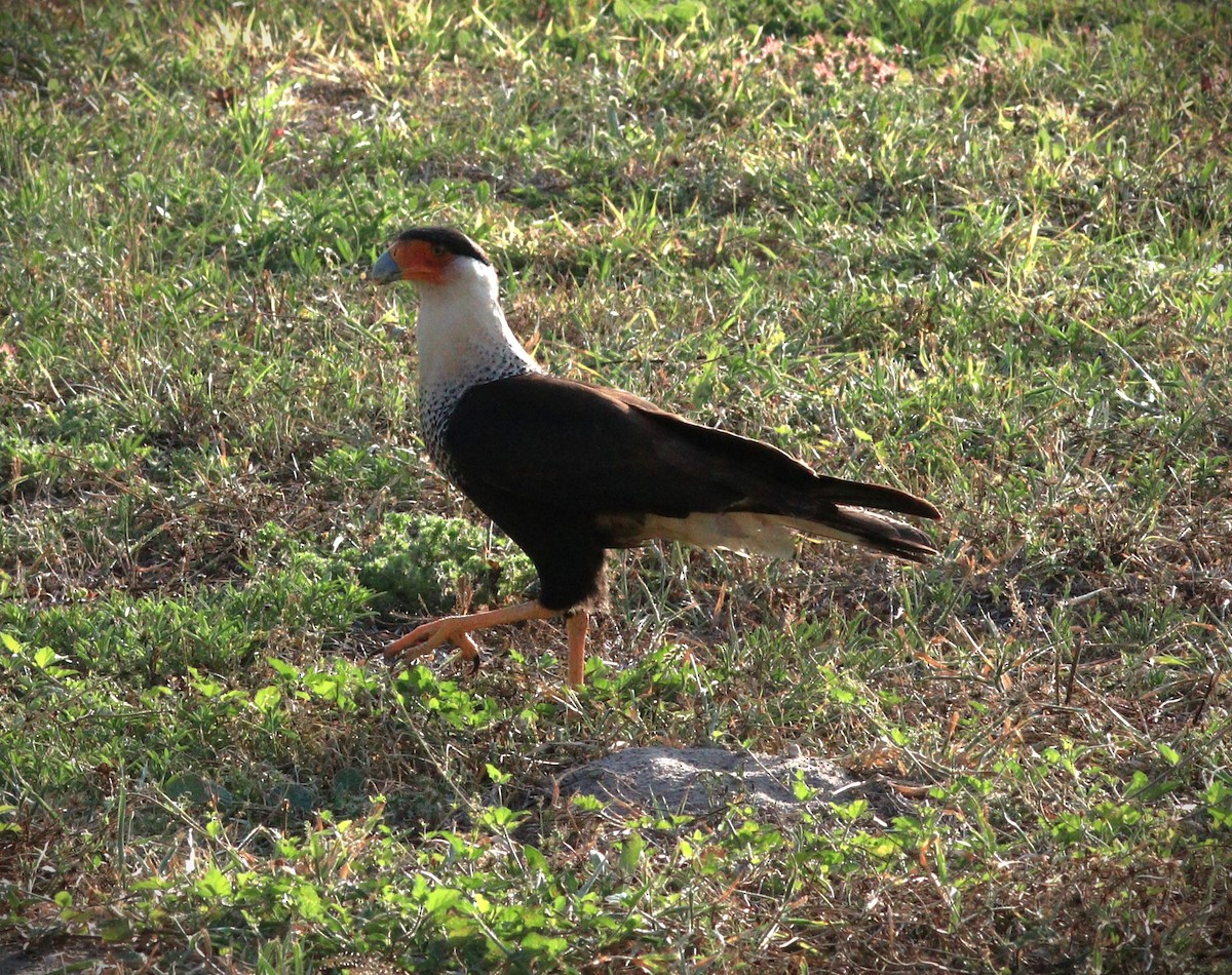 Crested Caracara - Gigi DelPizzo