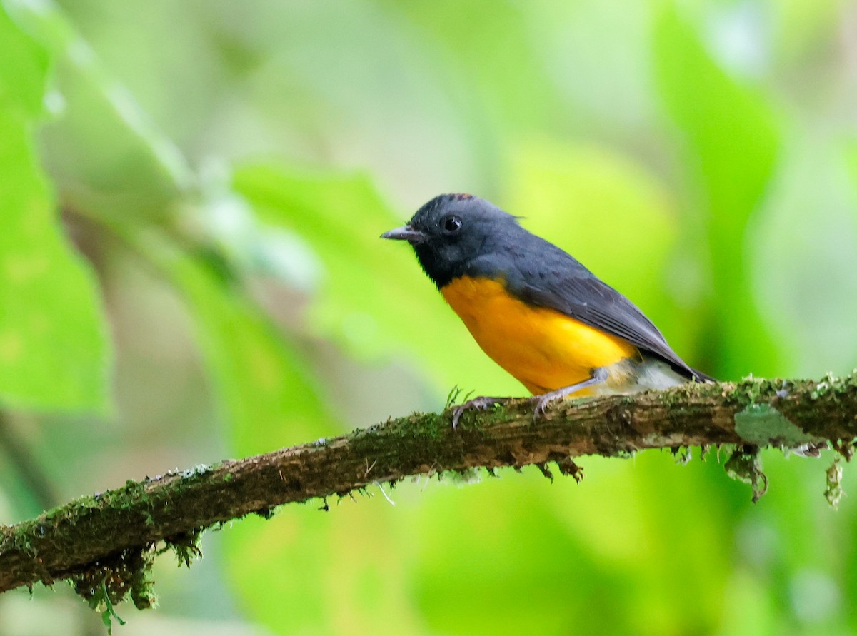 Slate-throated Redstart - Cristina Rappa