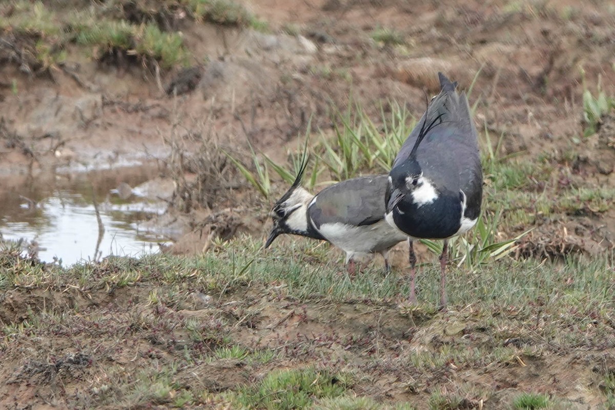 Northern Lapwing - ML619485972