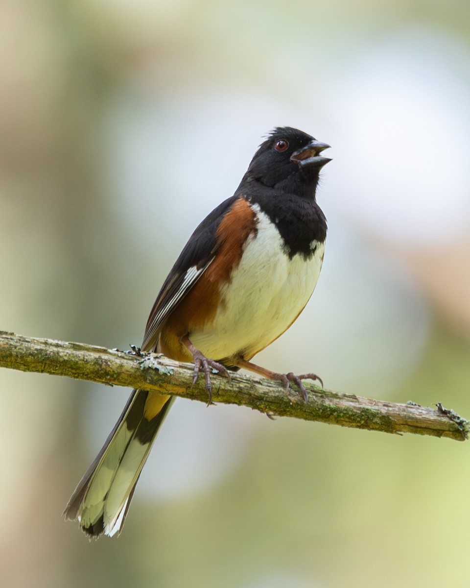 Eastern Towhee - Matt Kaiser