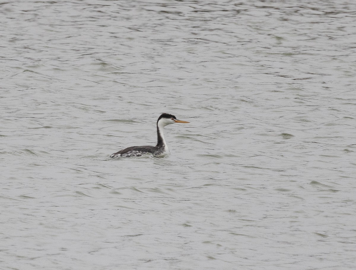 Clark's Grebe - Tom Younkin