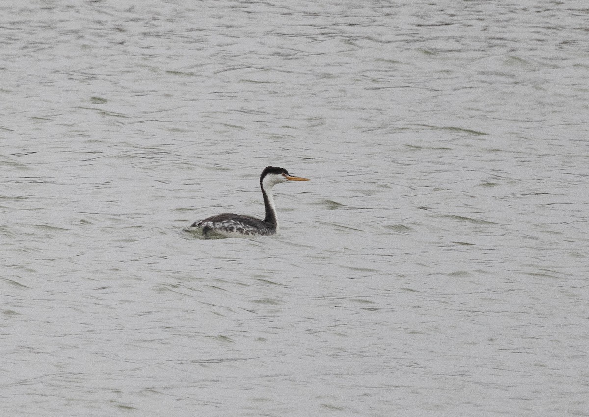 Clark's Grebe - Tom Younkin