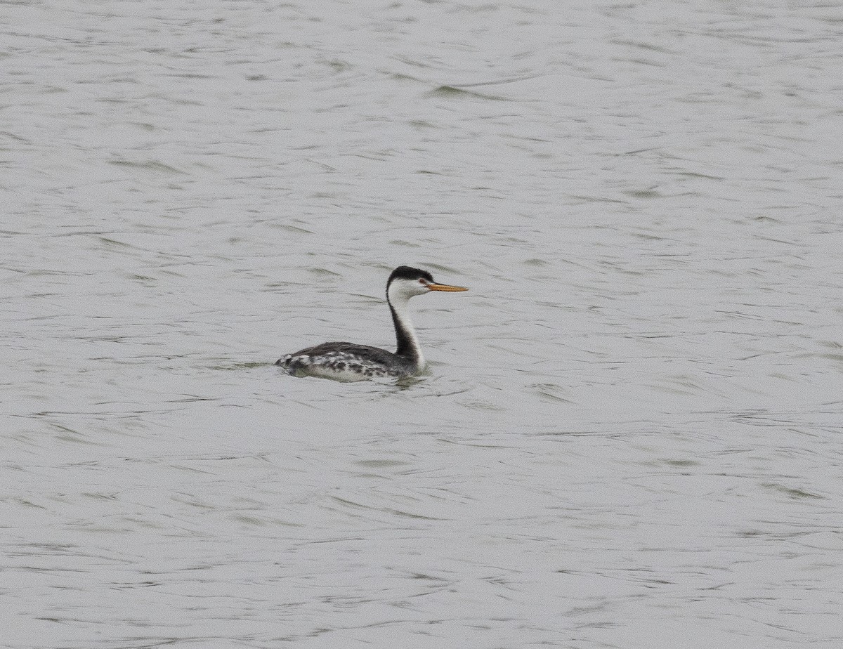 Clark's Grebe - Tom Younkin