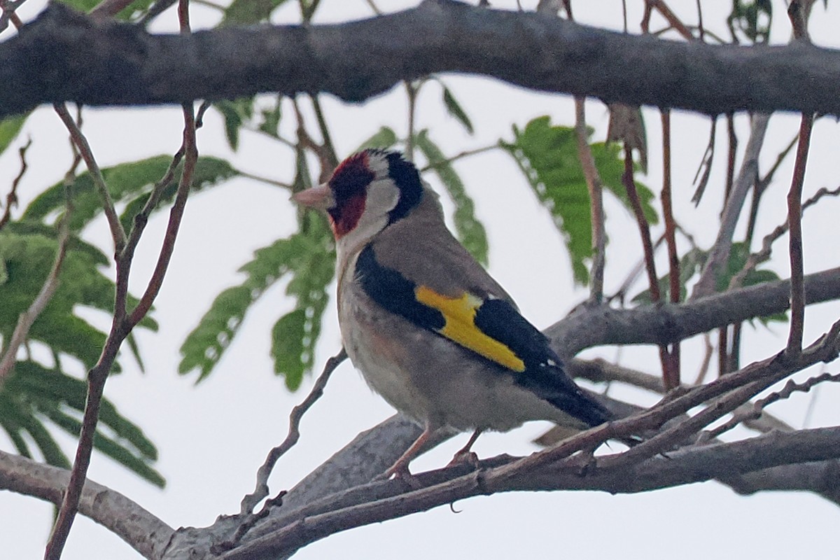 European Goldfinch - Donna Pomeroy