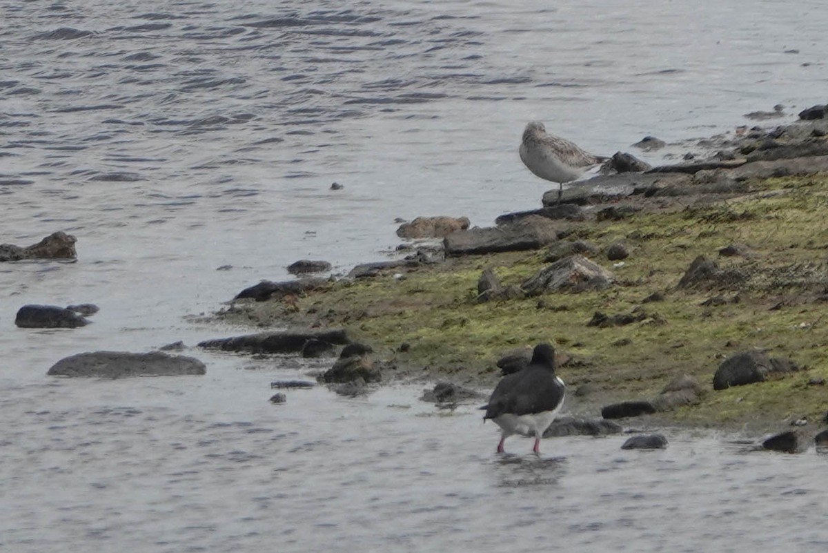 Common Greenshank - Robert Wright