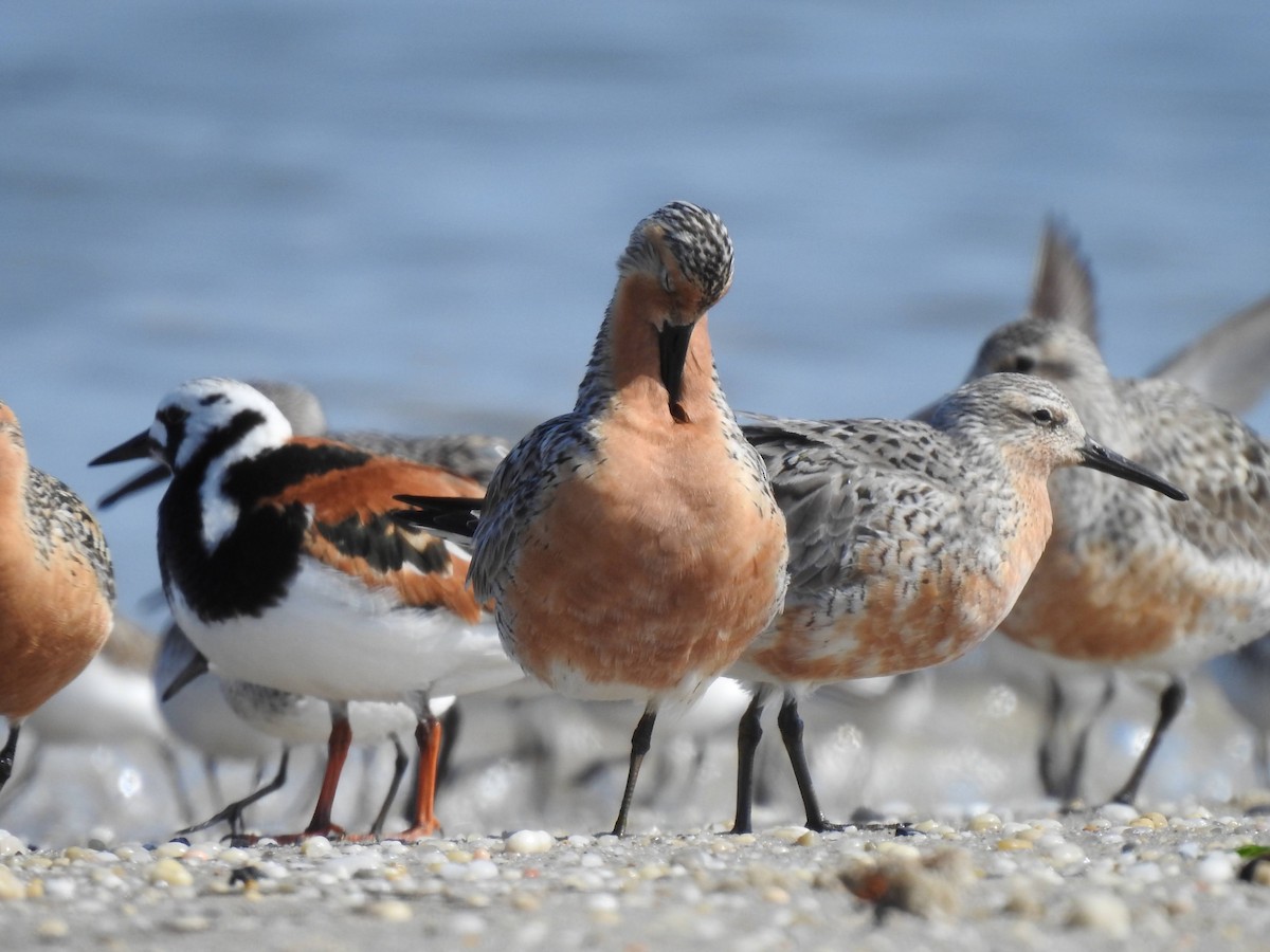 Red Knot - Erich Boenzli