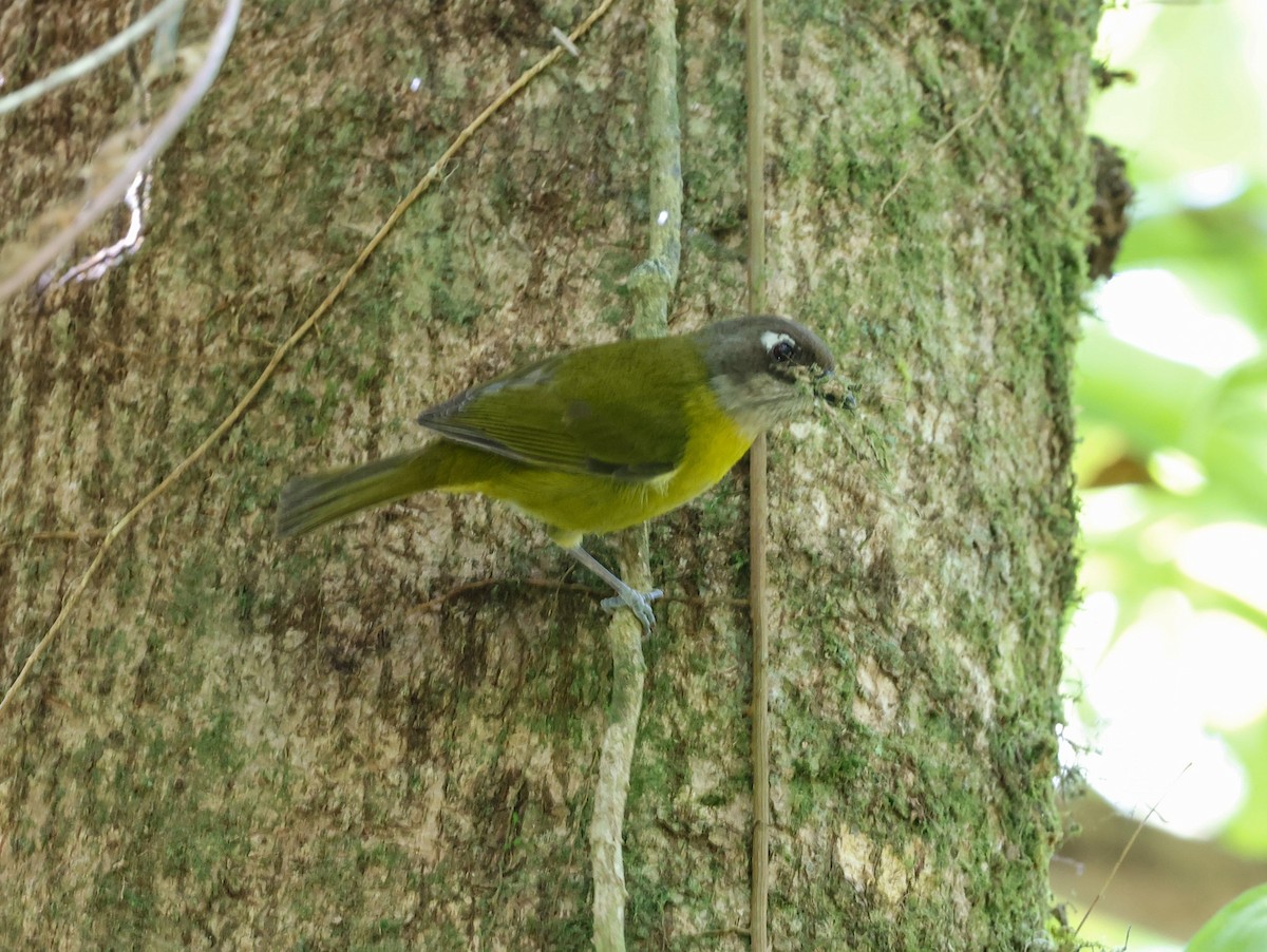 Common Chlorospingus - Cristina Rappa