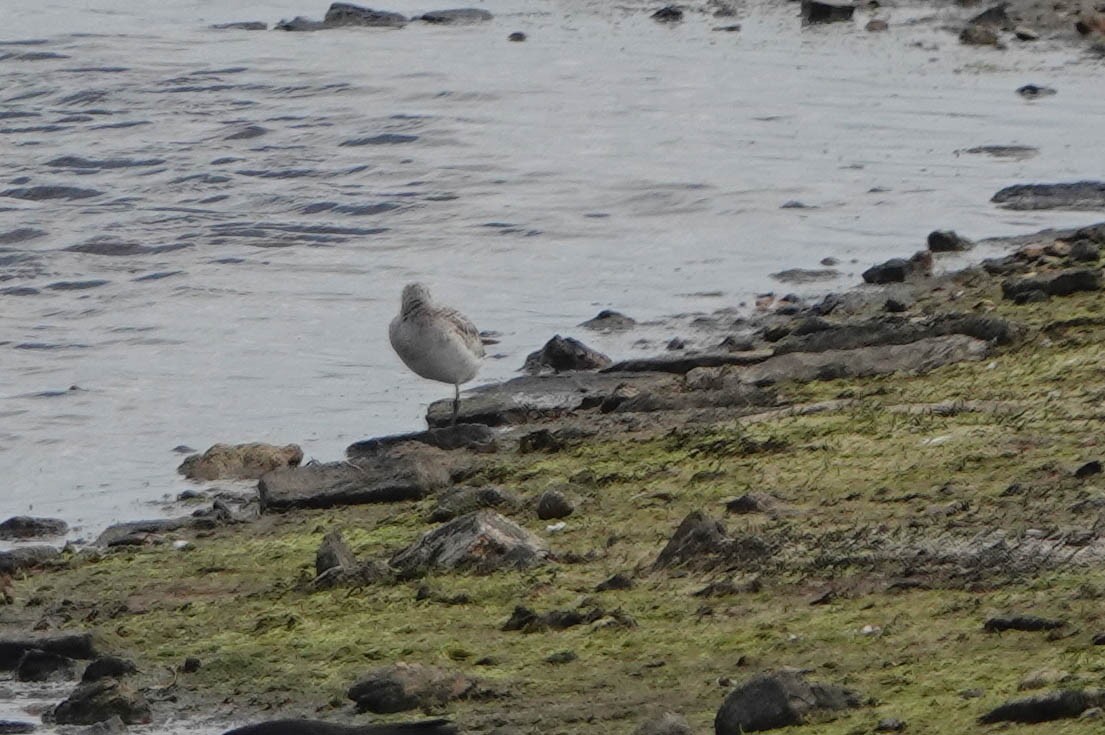 Common Greenshank - Robert Wright