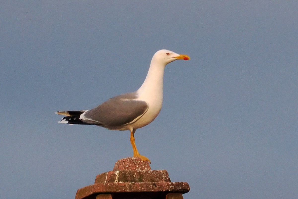 Yellow-legged Gull - Donna Pomeroy