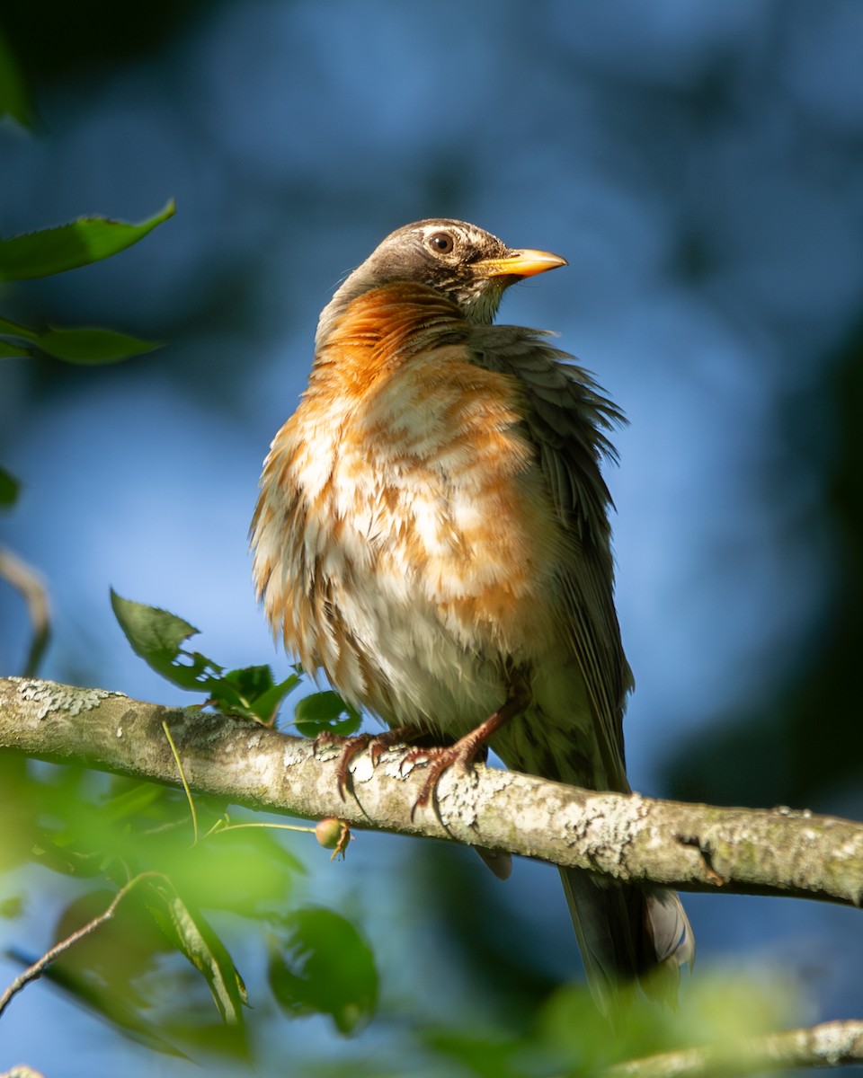 American Robin - Matt Kaiser