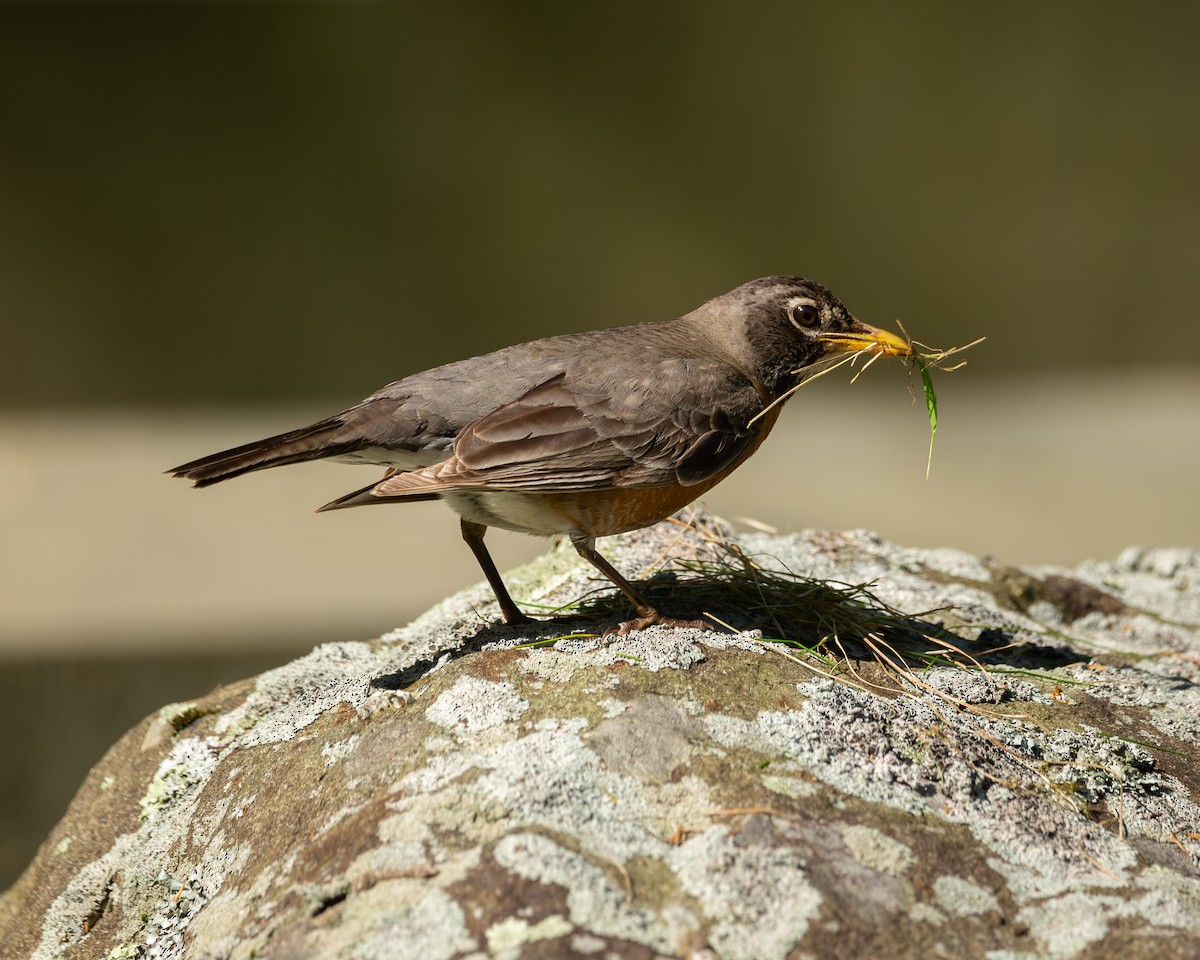 American Robin - Matt Kaiser