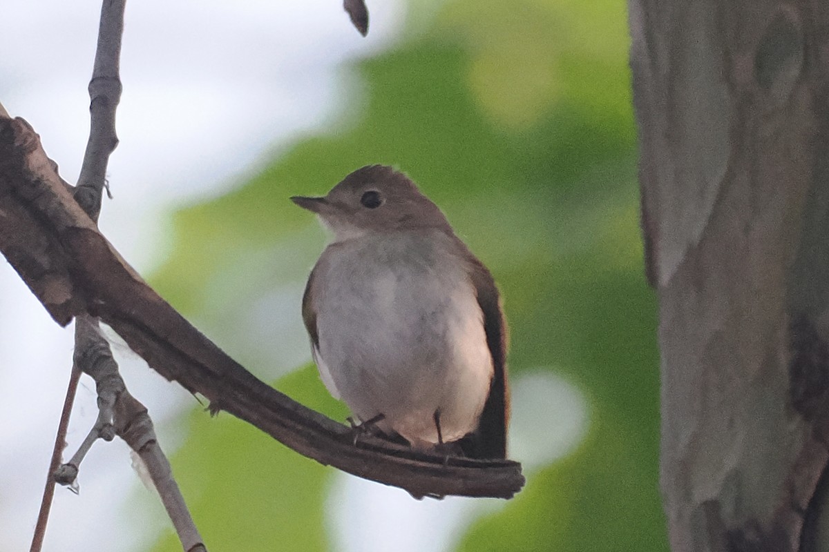 Red-breasted Flycatcher - Donna Pomeroy