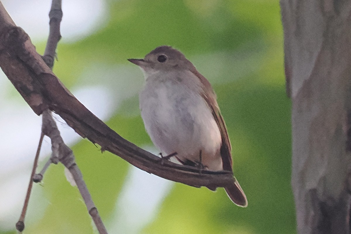 Red-breasted Flycatcher - Donna Pomeroy