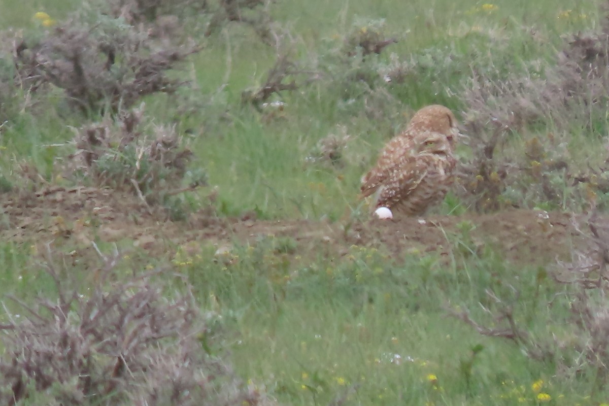 Burrowing Owl - Mike Lesnik