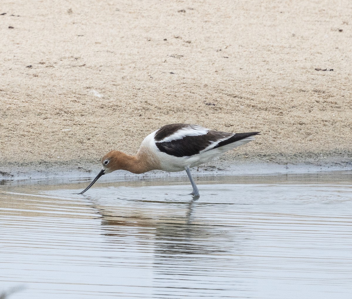 American Avocet - Tom Younkin