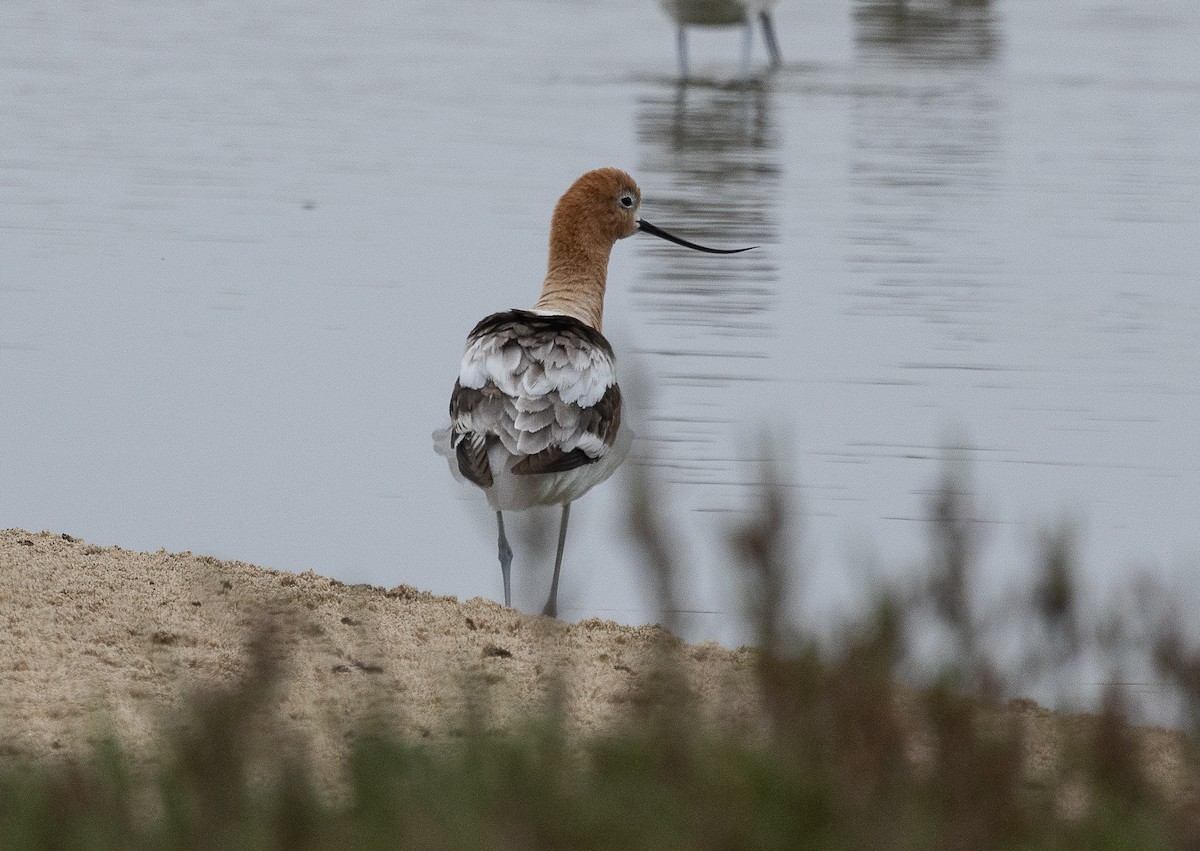 American Avocet - Tom Younkin