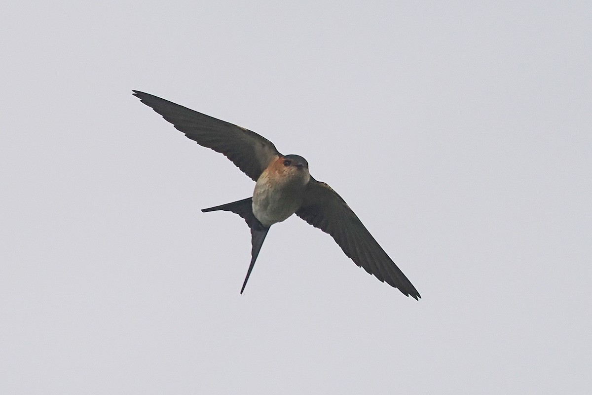 Red-rumped Swallow - Donna Pomeroy