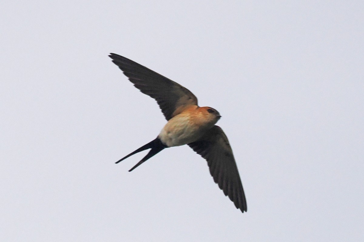 Red-rumped Swallow - Donna Pomeroy