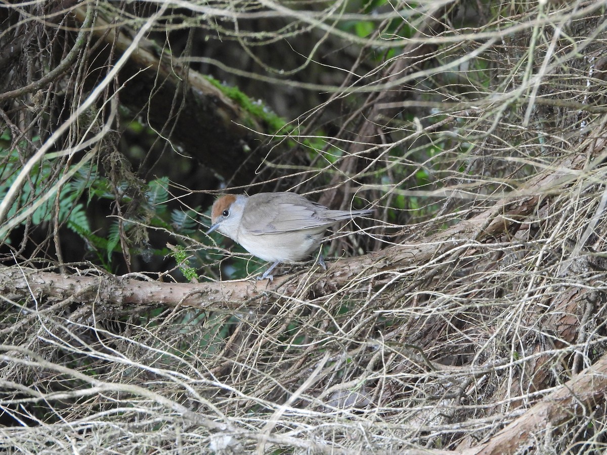 Eurasian Blackcap - Haydee Huwel